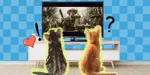 movies cats like to watch