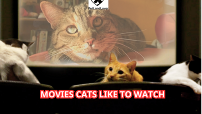 Movies Cats Like to Watch