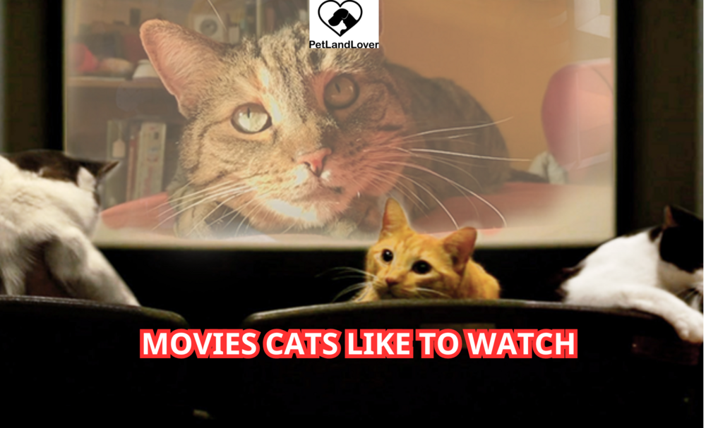 Movies Cats Like to Watch