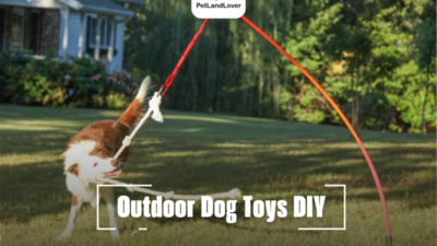 Outdoor Dog Toys DIY