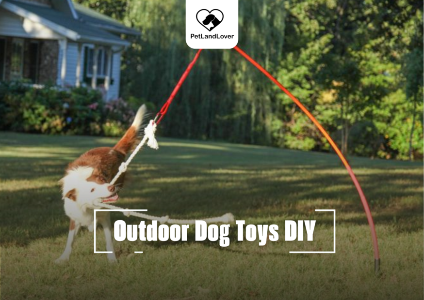 Outdoor Dog Toys DIY