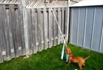 Outdoor Dog Toys DIY