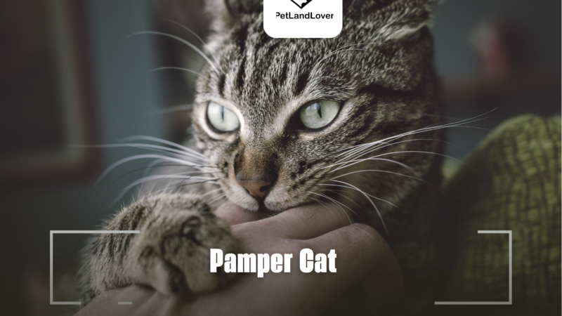 Pamper Cat