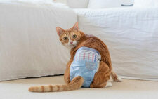 Pampers for Cat