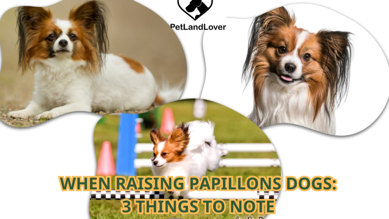 WHEN RAISING PAPILLONS DOGS: 3 THINGS TO NOTE