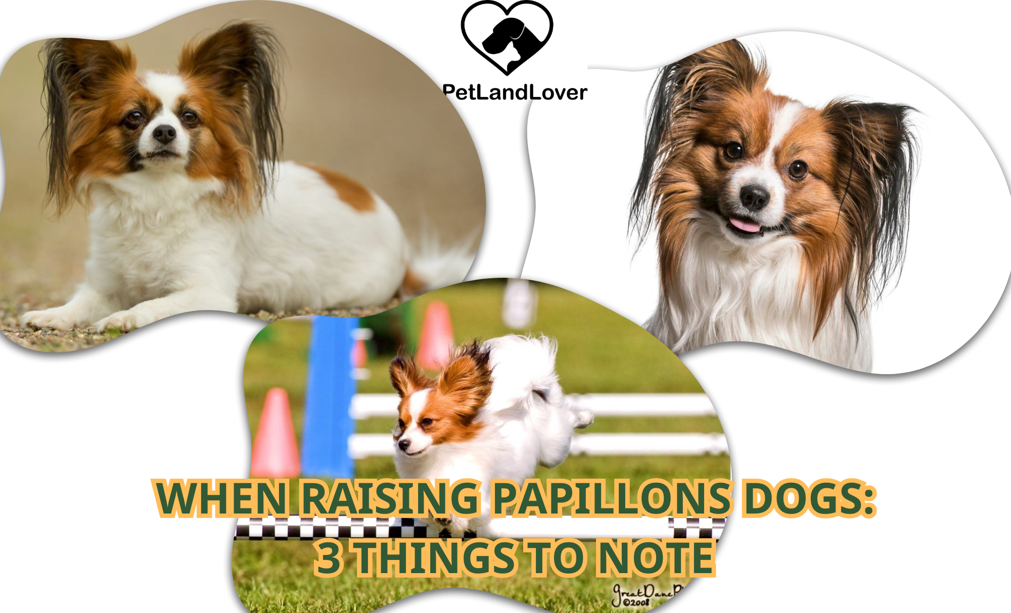 WHEN RAISING PAPILLONS DOGS: 3 THINGS TO NOTE