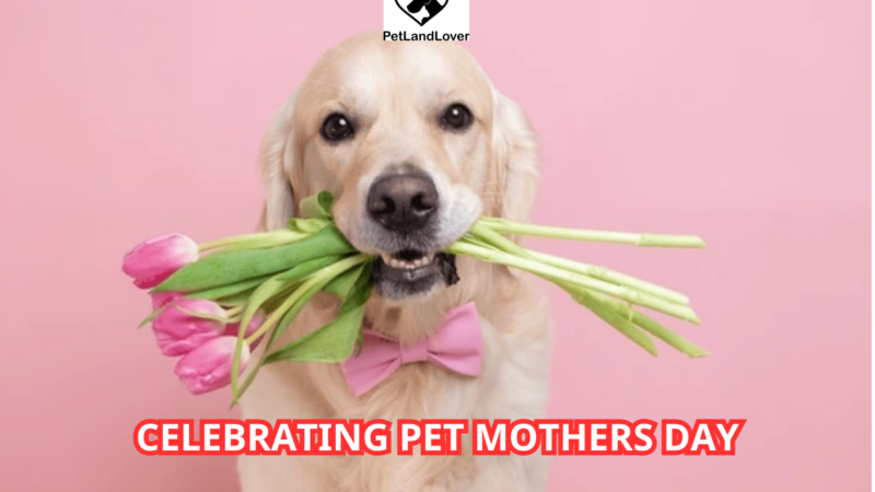 Celebrating Pet Mothers Day