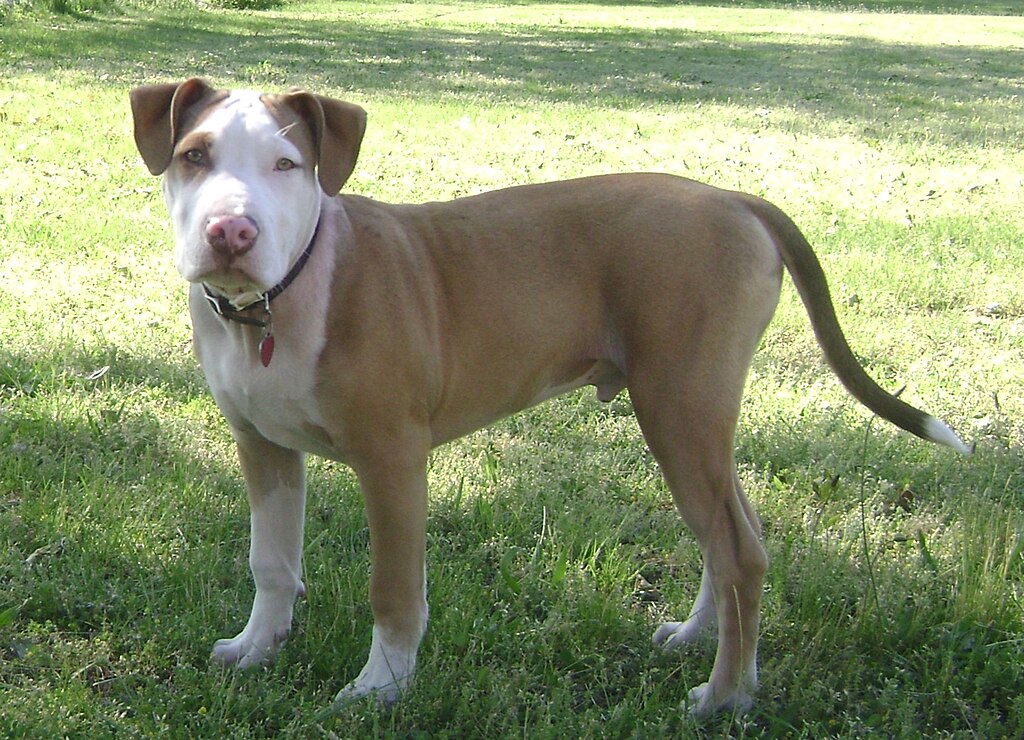 Pitbull at 6 Months Old