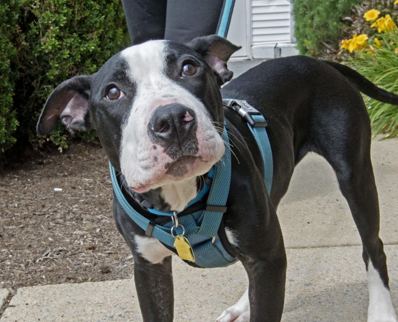 Pitbull at 6 Months Old