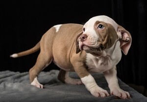 Pitbull at 6 Months Old