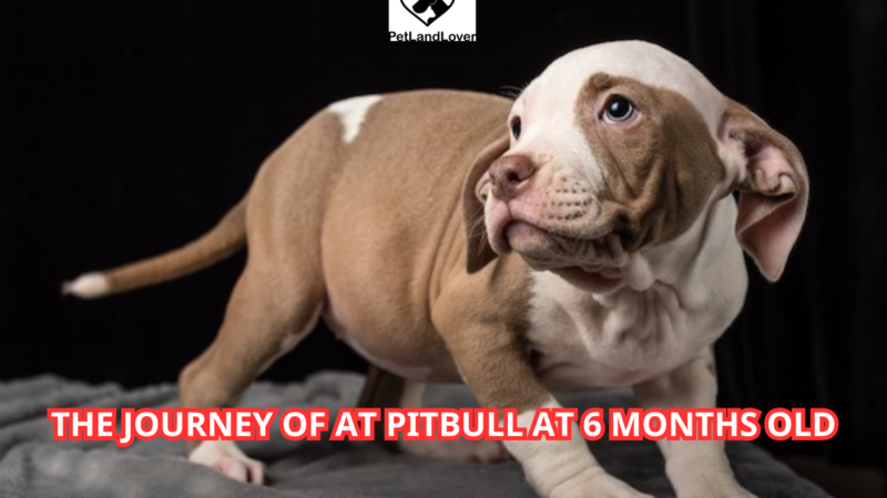 The Journey of at Pitbull at 6 Months Old