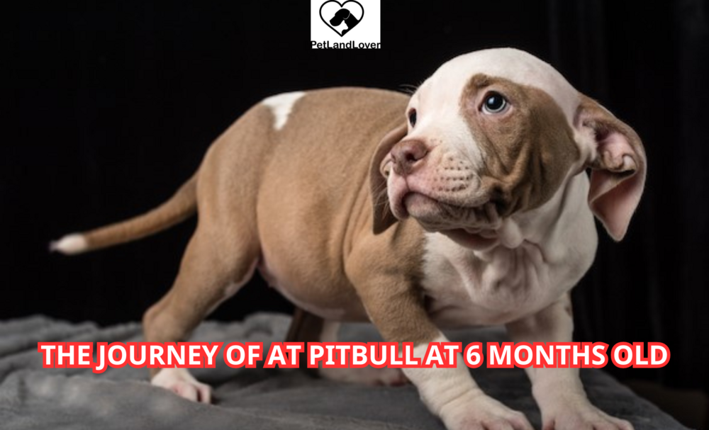 The Journey of at Pitbull at 6 Months Old