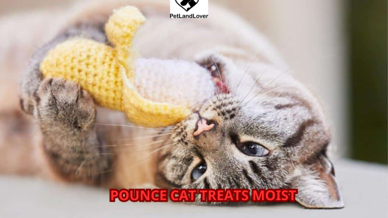 Pounce cat treats moist