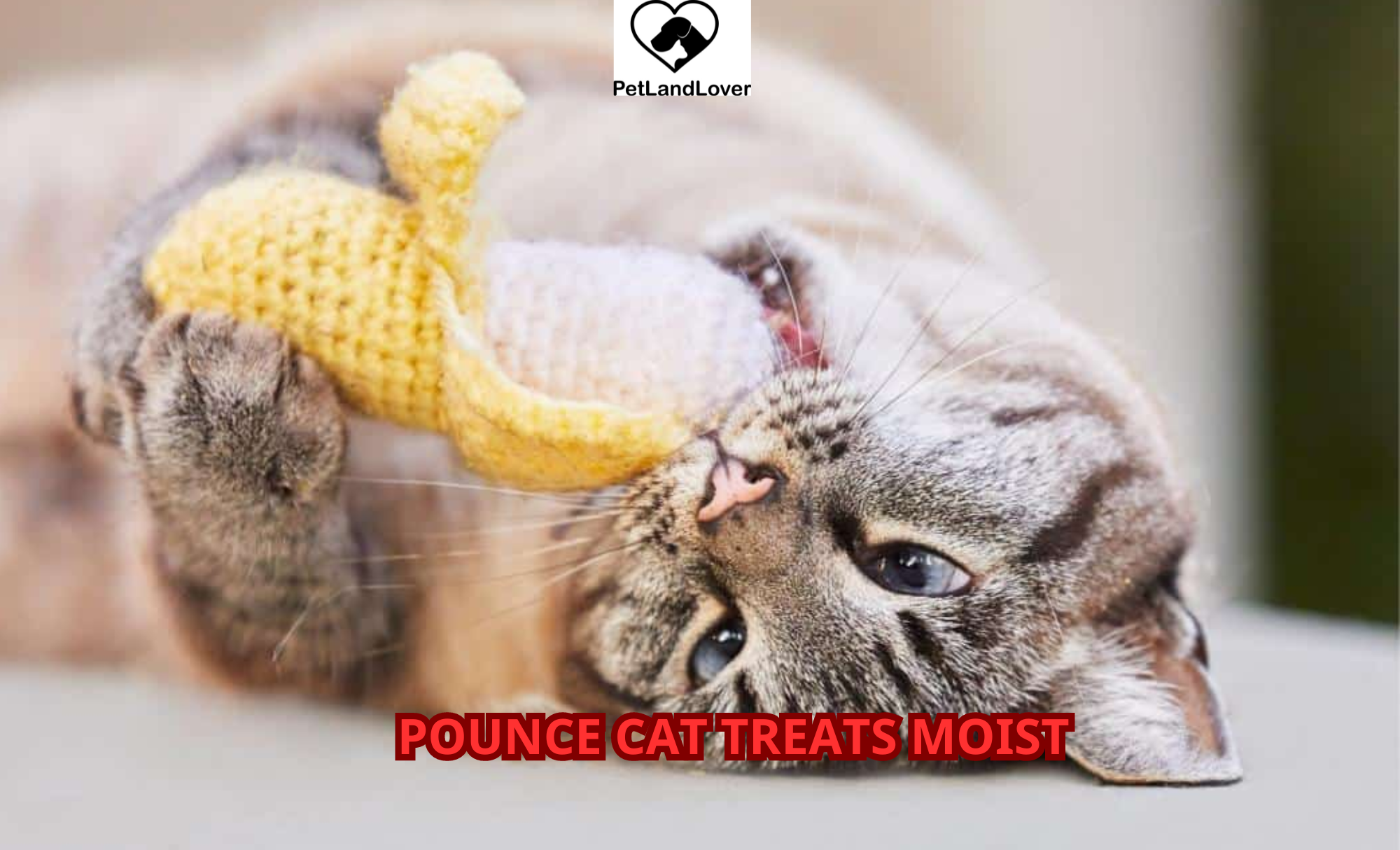 Pounce cat treats moist