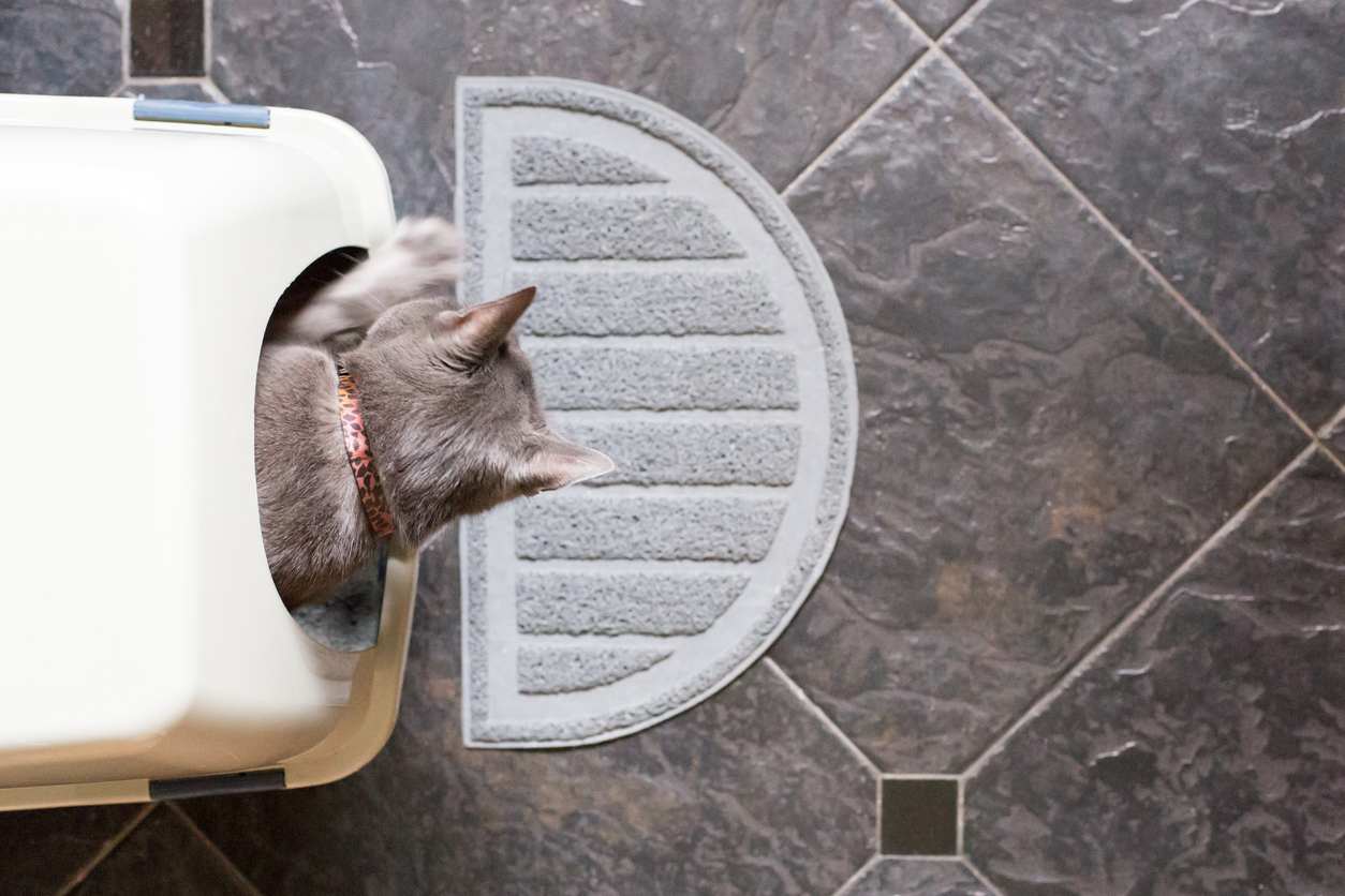 prevent kitty litter tracking