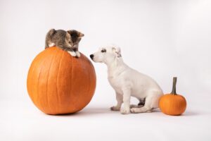 pumpkin for animals