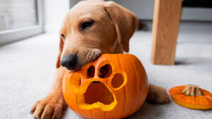 pumpkin for animals