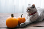 pumpkin for animals