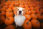 pumpkin for animals