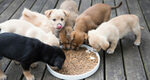 puppy feeding chart