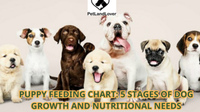 PUPPY FEEDING CHART: 5 STAGES OF DOG GROWTH AND NUTRITIONAL NEEDS