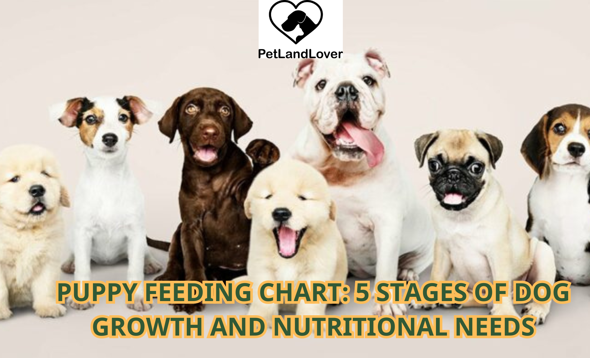 PUPPY FEEDING CHART: 5 STAGES OF DOG GROWTH AND NUTRITIONAL NEEDS