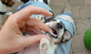 puppy loose tooth