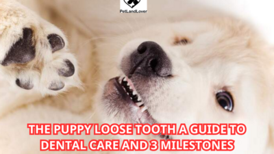 The Puppy Loose Tooth A Guide to Dental Care and 3 Milestones