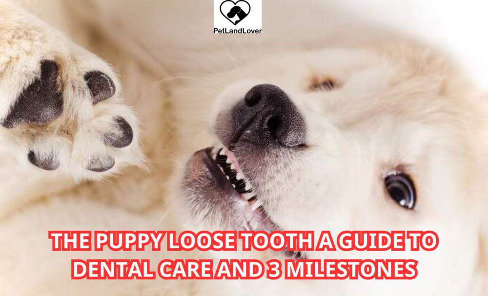 The Puppy Loose Tooth A Guide to Dental Care and 3 Milestones