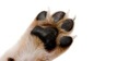 puppy paw care