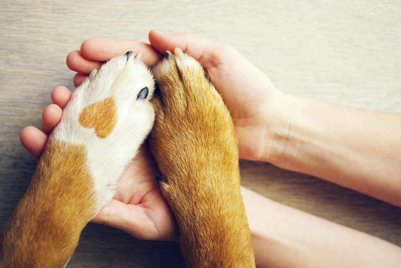 puppy paw care