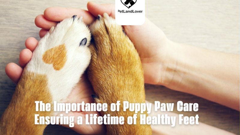 The Importance of Puppy Paw Care Ensuring a Lifetime of Healthy Feet