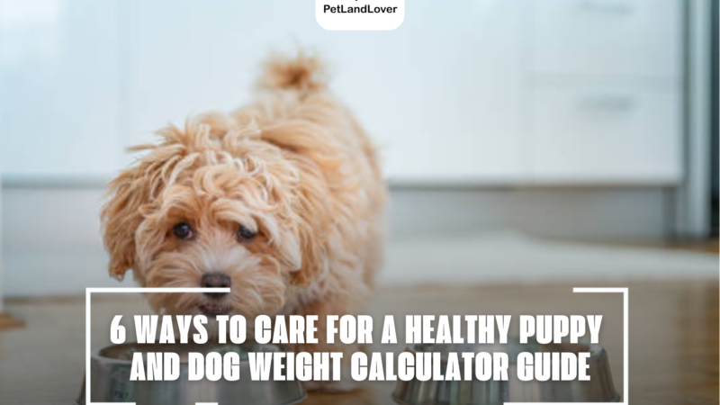 6 WAYS TO CARE FOR A HEALTHY PUPPY AND DOG WEIGHT CALCULATOR GUIDE