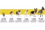 Selecting the Right Puppy Weight Calculator