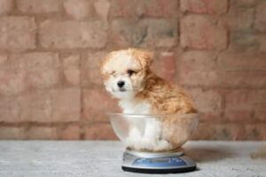 Interpreting the Puppy Weight Calculator Results