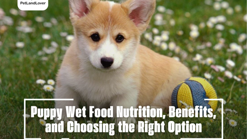 Puppy Wet Food Nutrition, Benefits, and Choosing the Right Option