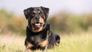 Rottweiler dog