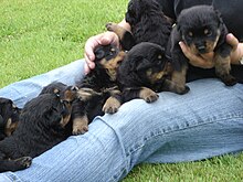 Rottweiler dog