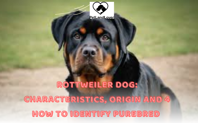 Rottweiler dog: Characteristics, origin and 4 how to identify purebred