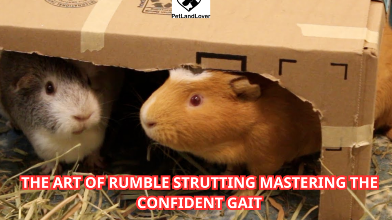 The Art of Rumble Strutting Mastering the Confident Gait