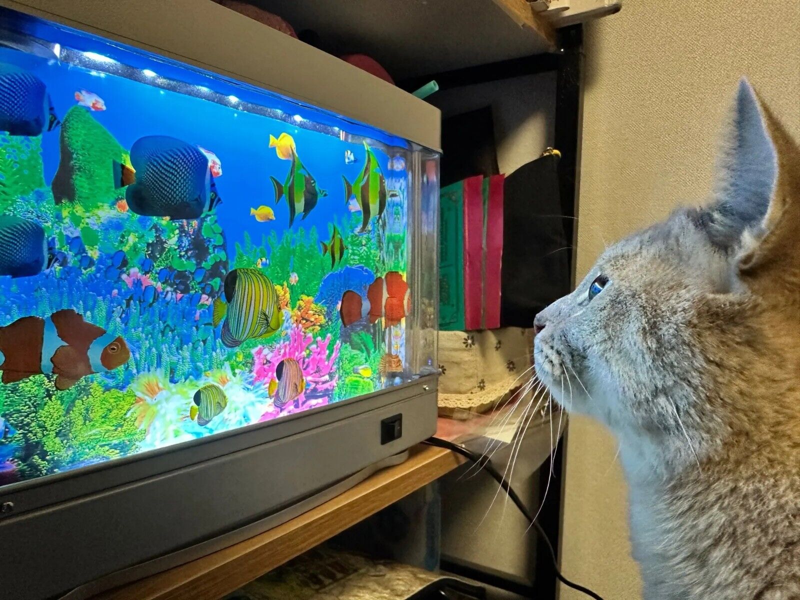 The Allure of Fish Tanks for Cats