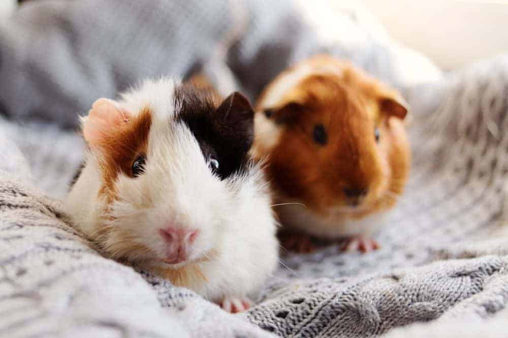 Preventive Measures for Guinea Pig Health