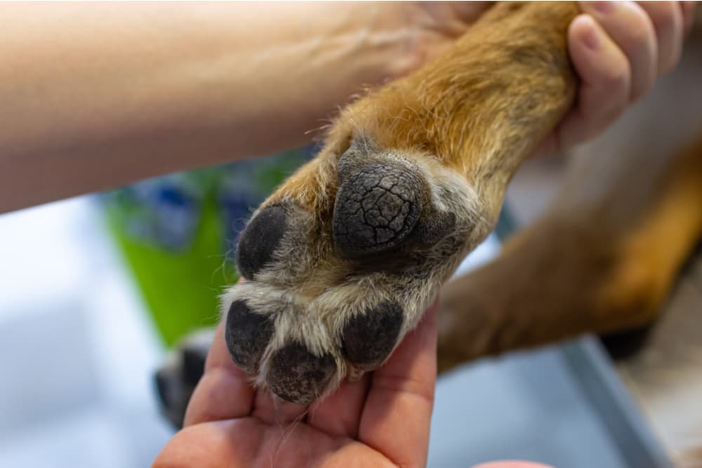 Recognizing Unhealthy Paw Pads