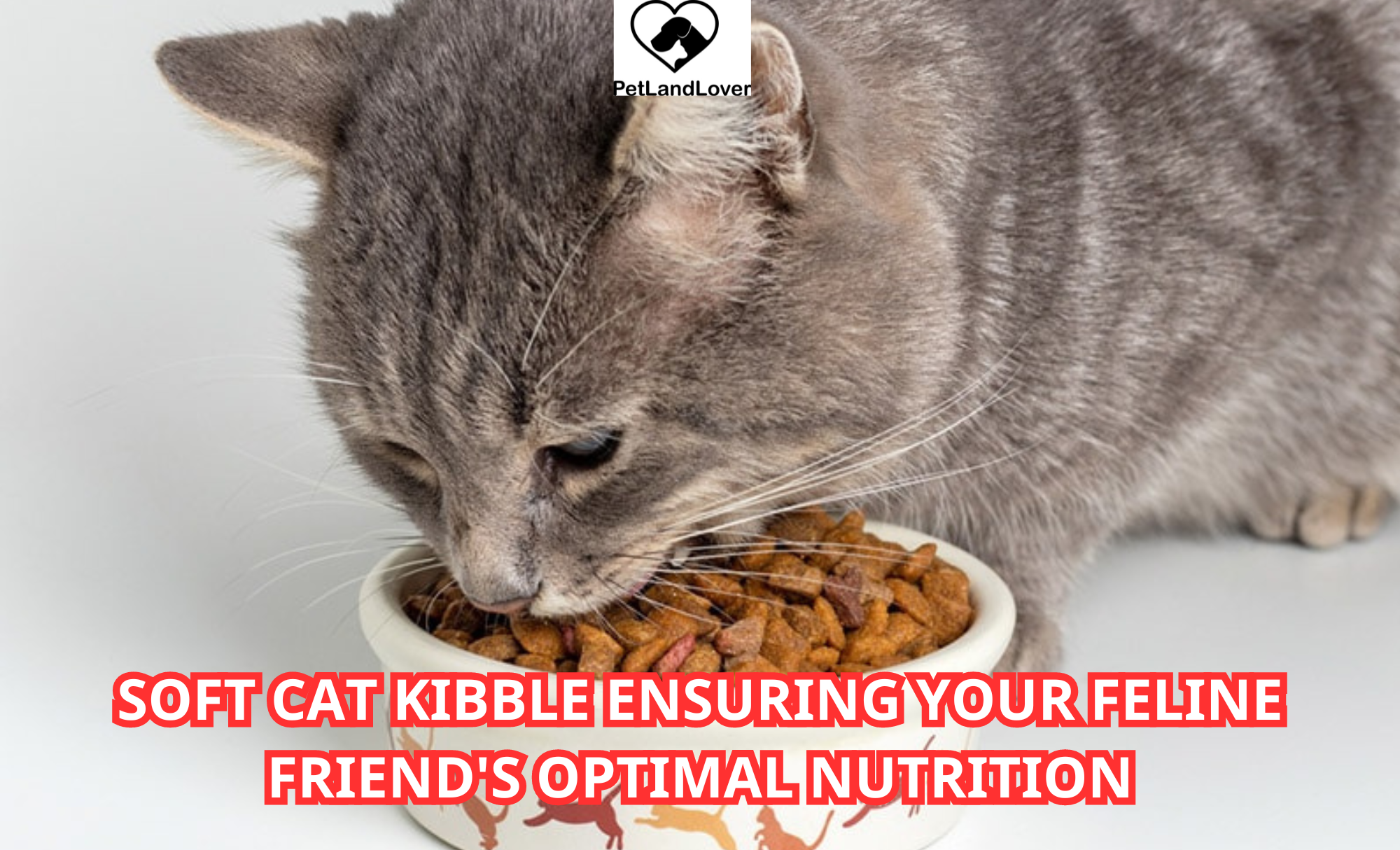 Soft Cat Kibble Ensuring Your Feline Friend’s Optimal Nutrition