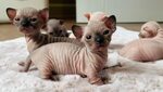 sphynx cat