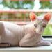 sphynx cat