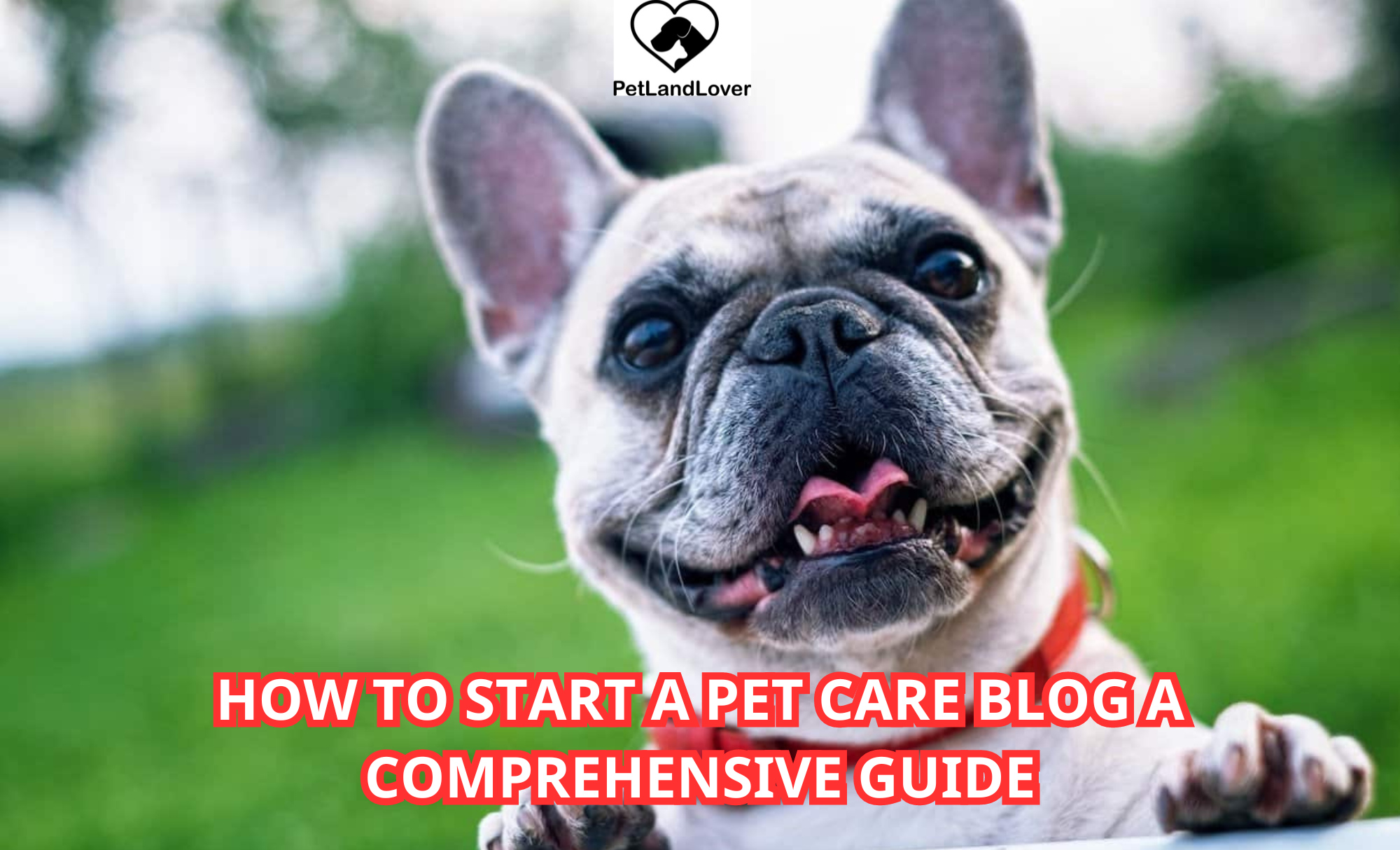 How to Start a Pet Care Blog A Comprehensive Guide