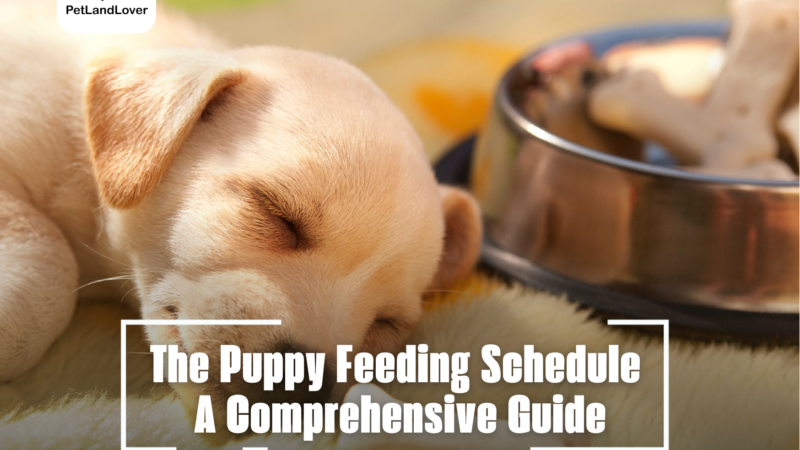 The Puppy Feeding Schedule A Comprehensive Guide