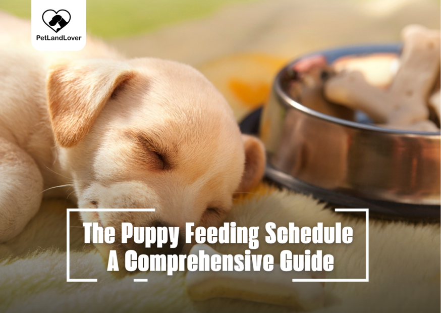 The Puppy Feeding Schedule A Comprehensive Guide