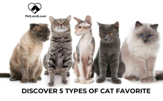 DISCOVER 5 TYPES OF CAT FAVORITE